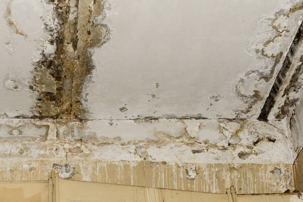  Canadian, TX Mold Removal Pros