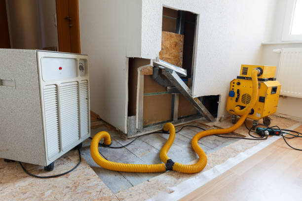 Best Black Mold Removal  in Canadian, TX