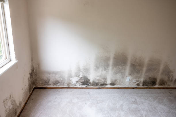 Dehumidification Services in Canadian, TX